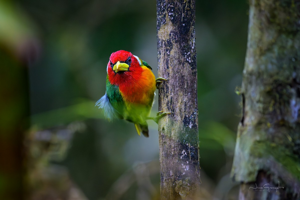 Red-headed Barbet - ML640588590