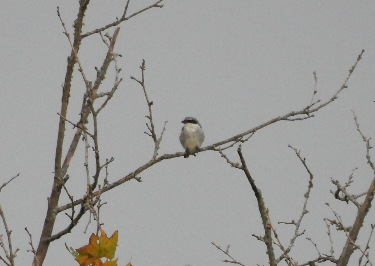 Loggerhead Shrike - ML640588611