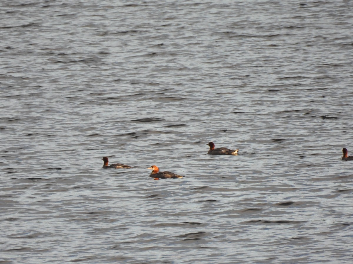 Common Merganser - ML640588623