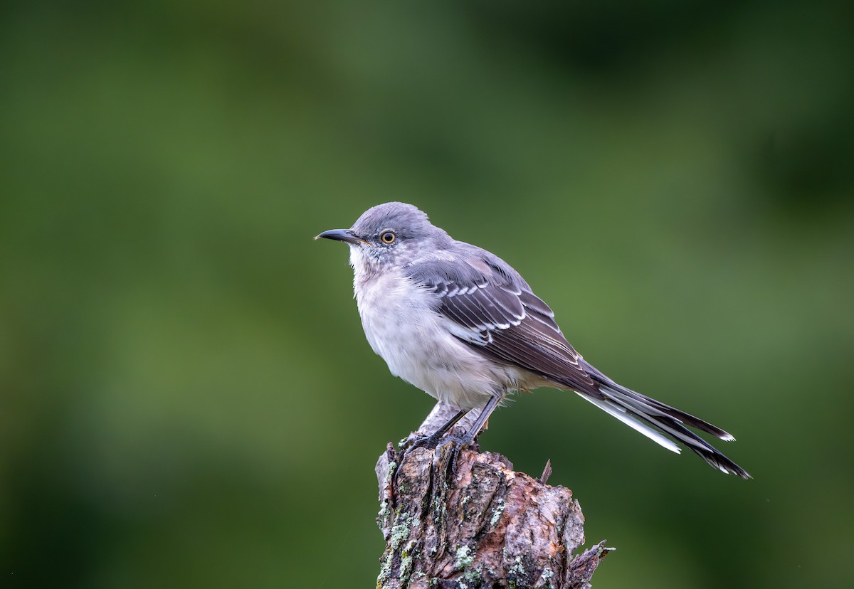 Northern Mockingbird - ML640588683