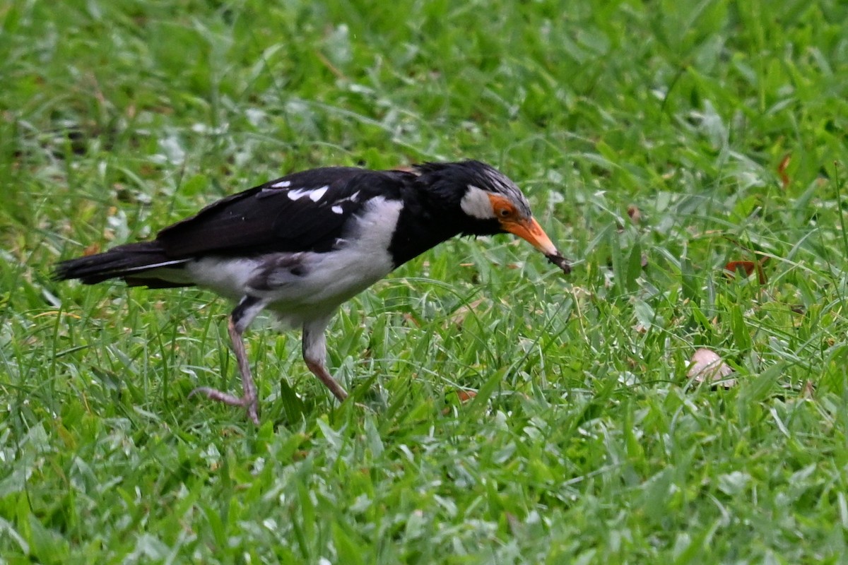 Siamese Pied Starling - ML640588835