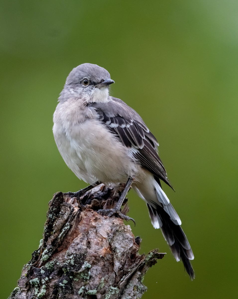 Northern Mockingbird - ML640588836