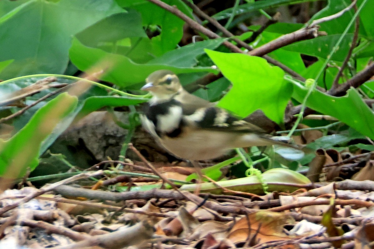 Forest Wagtail - ML640588845