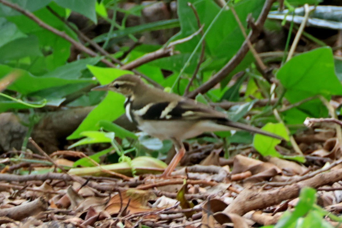 Forest Wagtail - ML640588846