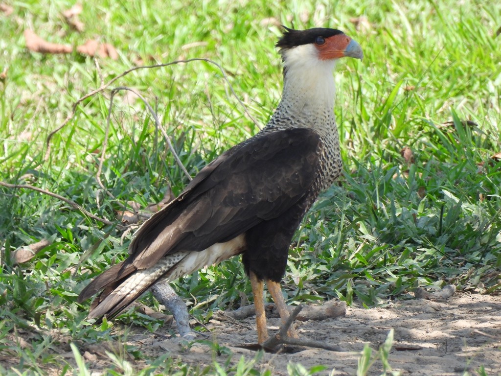 Caracara huppé - ML640588892