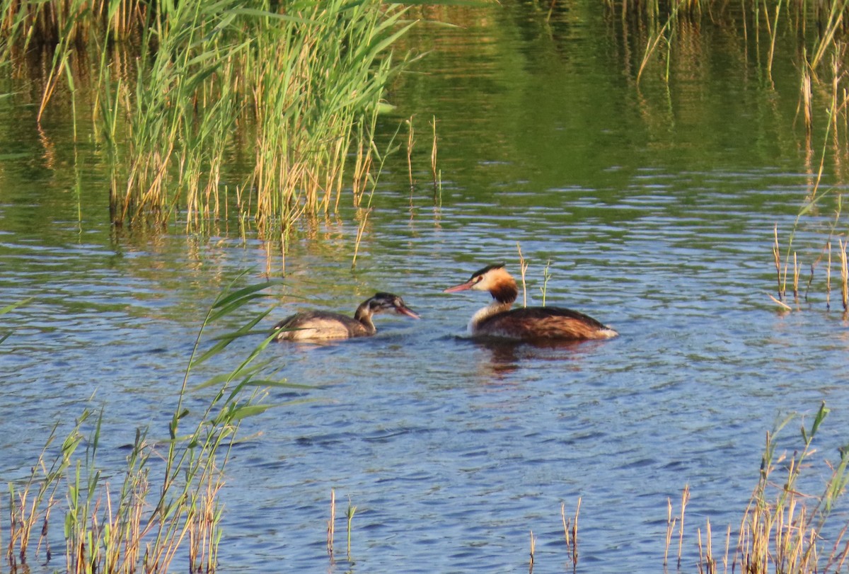Great Crested Grebe - ML640588916