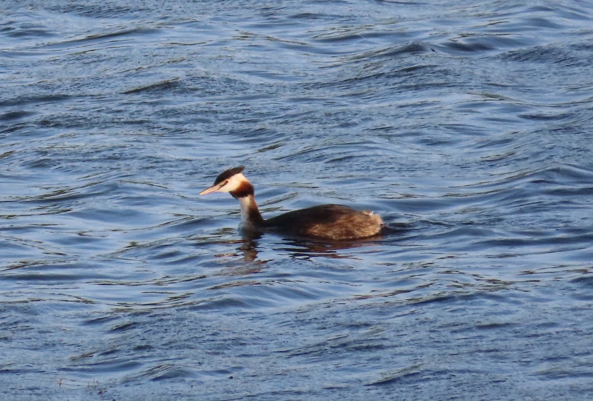 Great Crested Grebe - ML640588921