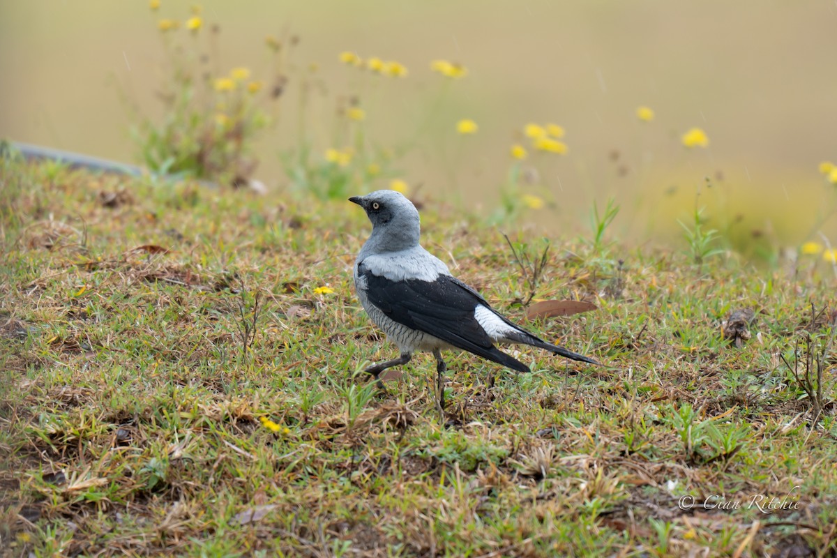 Ground Cuckooshrike - ML640589028