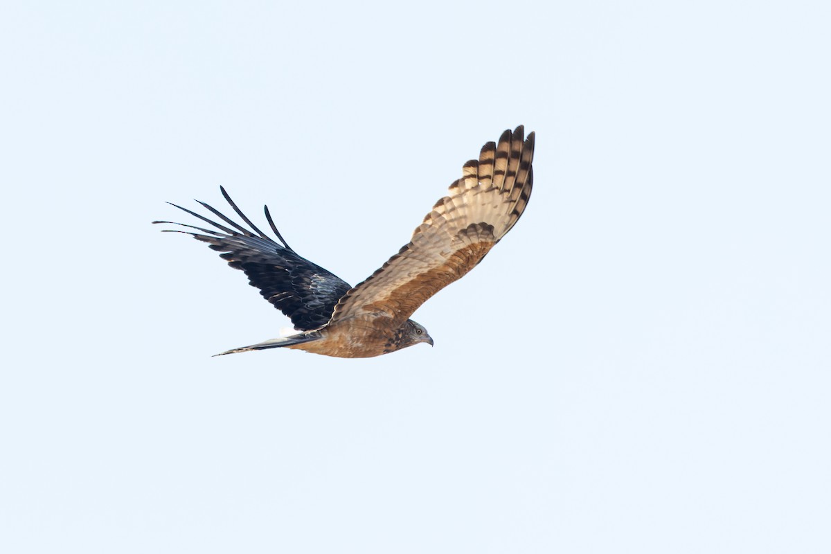 Square-tailed Kite - ML640589038