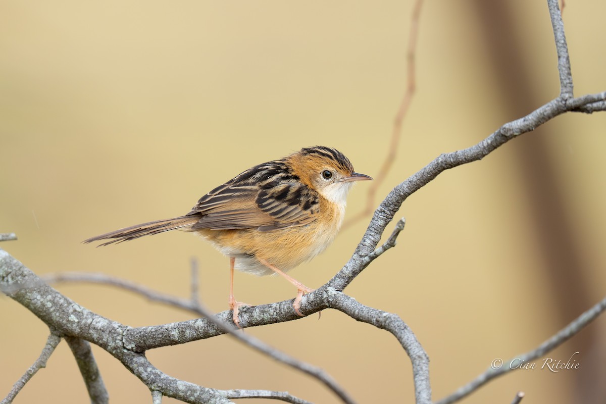 Golden-headed Cisticola - ML640589047