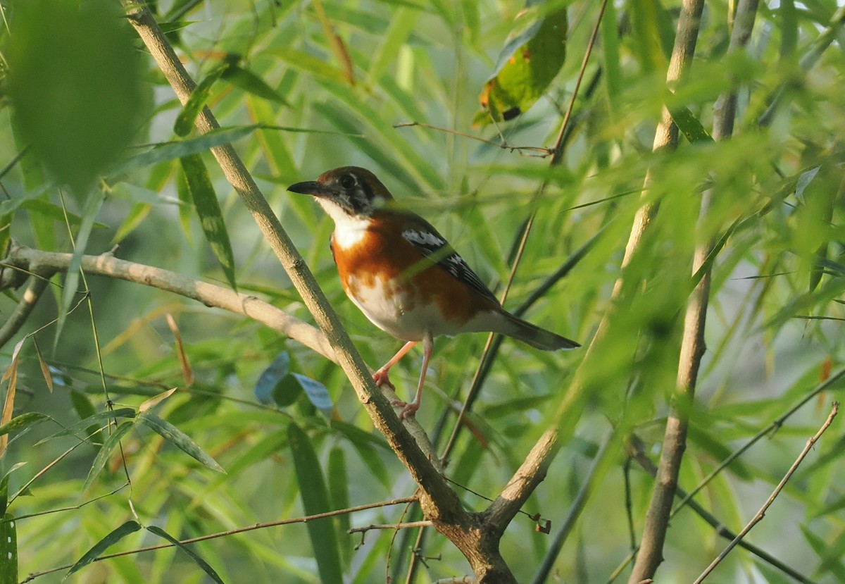 Orange-banded Thrush - ML640589078