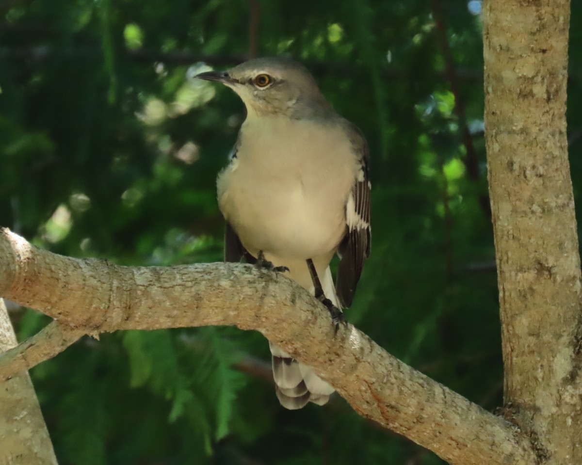 Northern Mockingbird - ML640589081