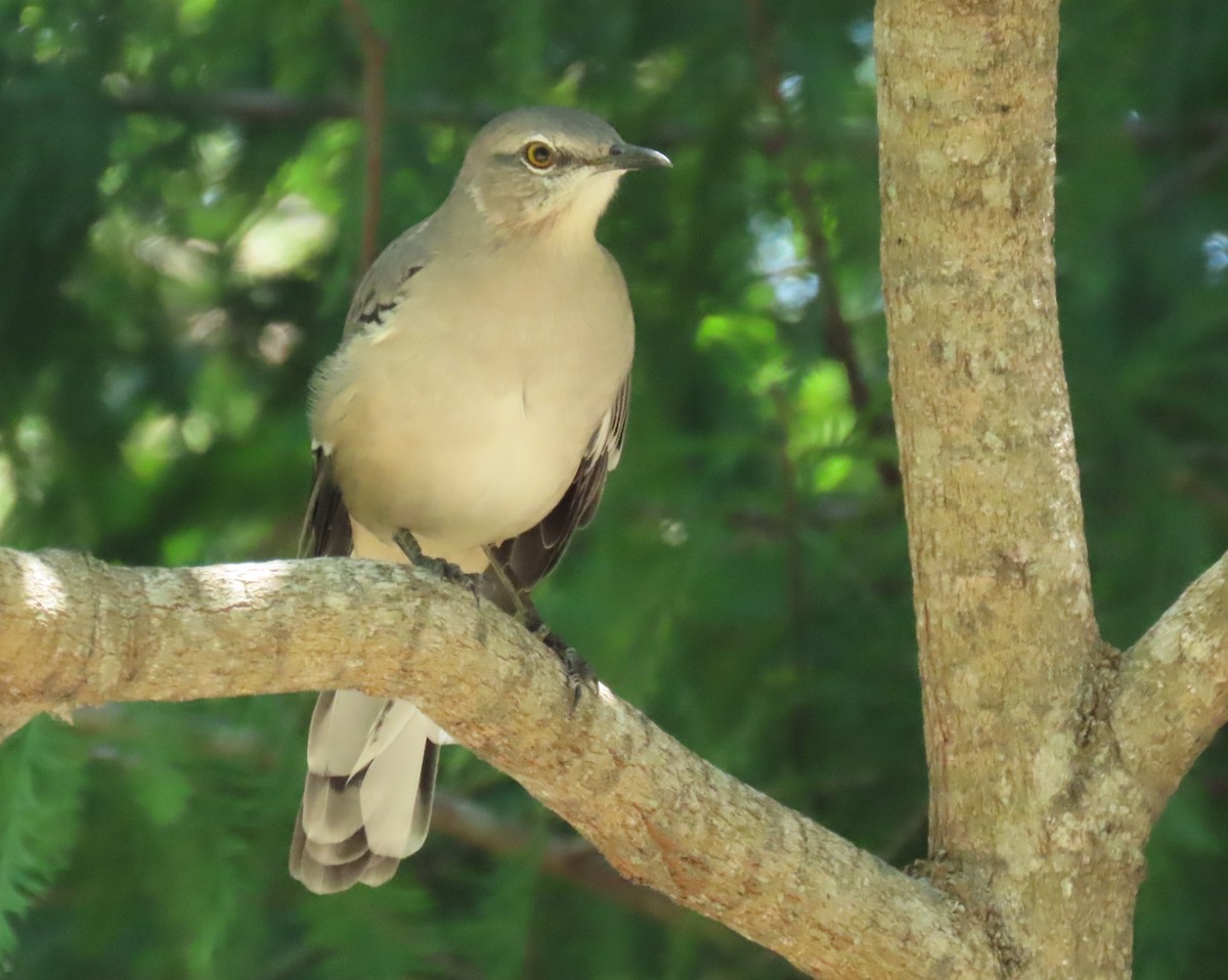 Northern Mockingbird - ML640589082