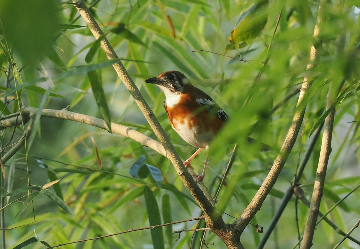 Orange-banded Thrush - ML640589107