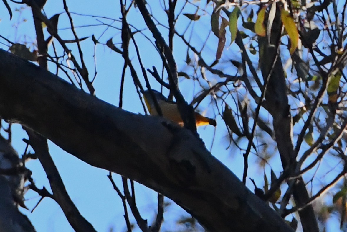 Spotted Pardalote - ML640589135