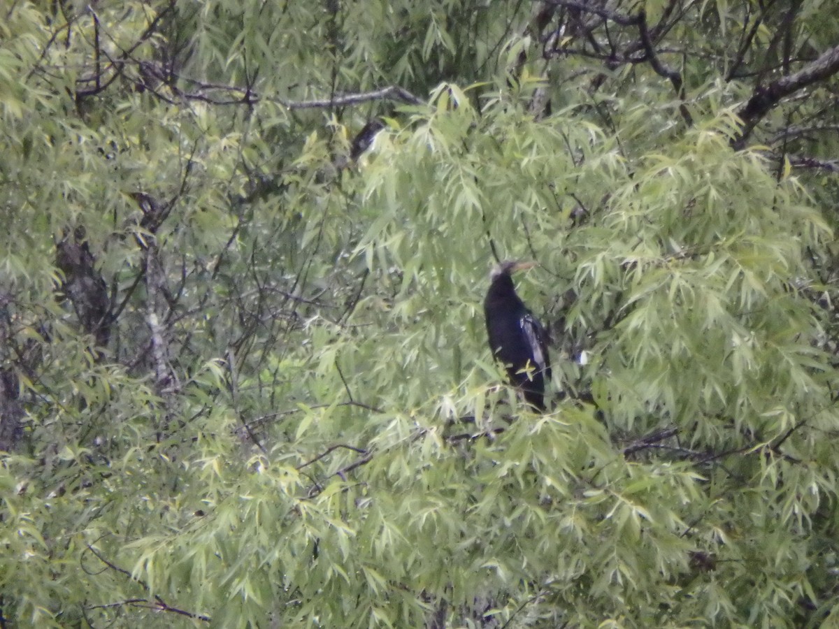 Anhinga - ML640589140