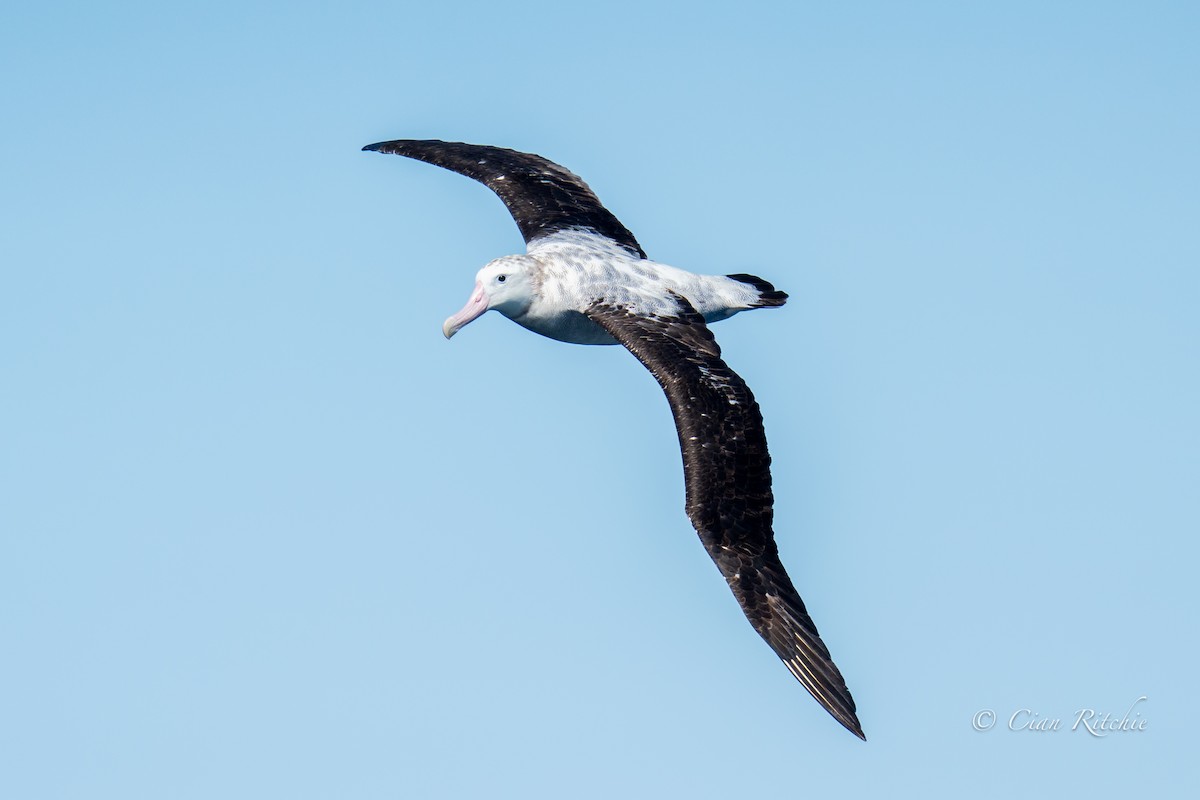 Antipodean Albatross (Gibson's) - ML640589180