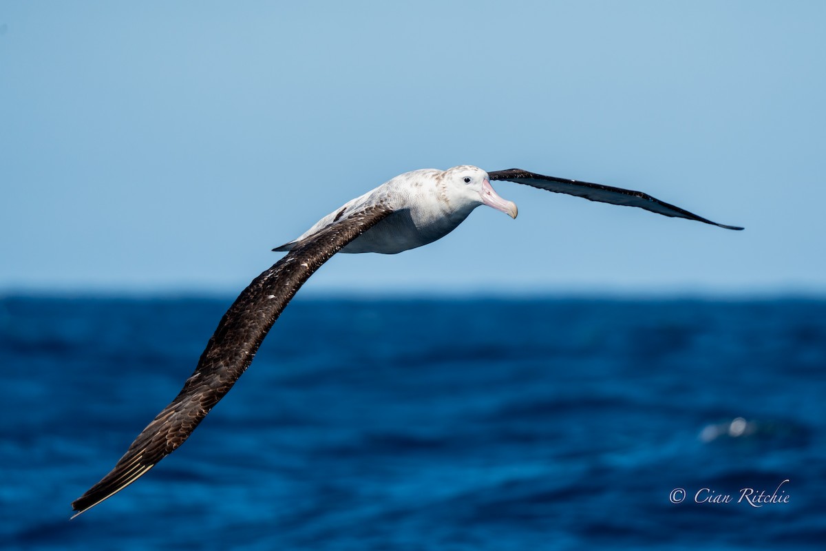 Antipodean Albatross (Gibson's) - ML640589181