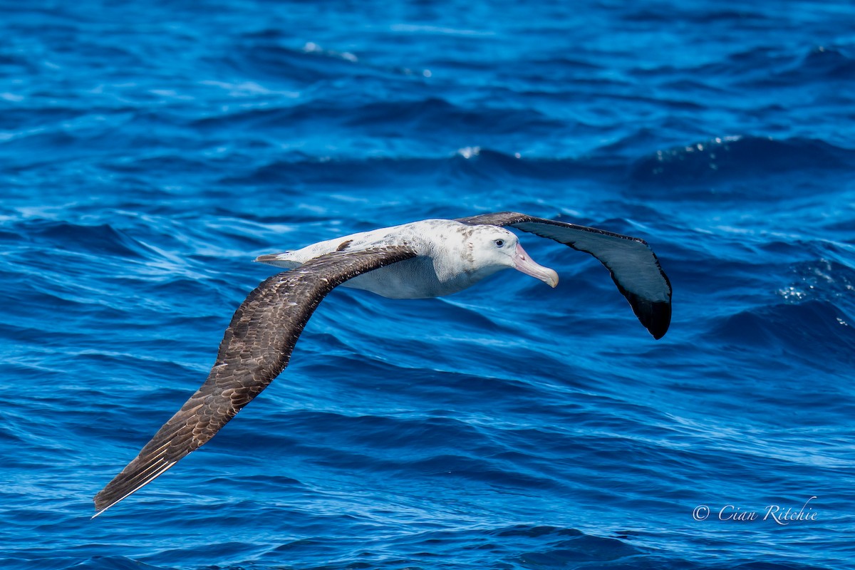 Antipodean Albatross (Gibson's) - ML640589182