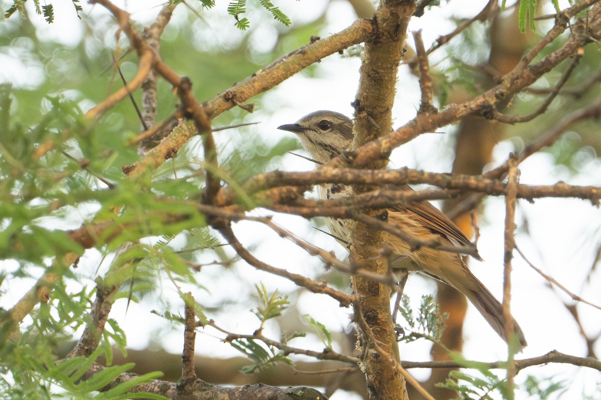 Spotted Morning-Thrush - ML640589206