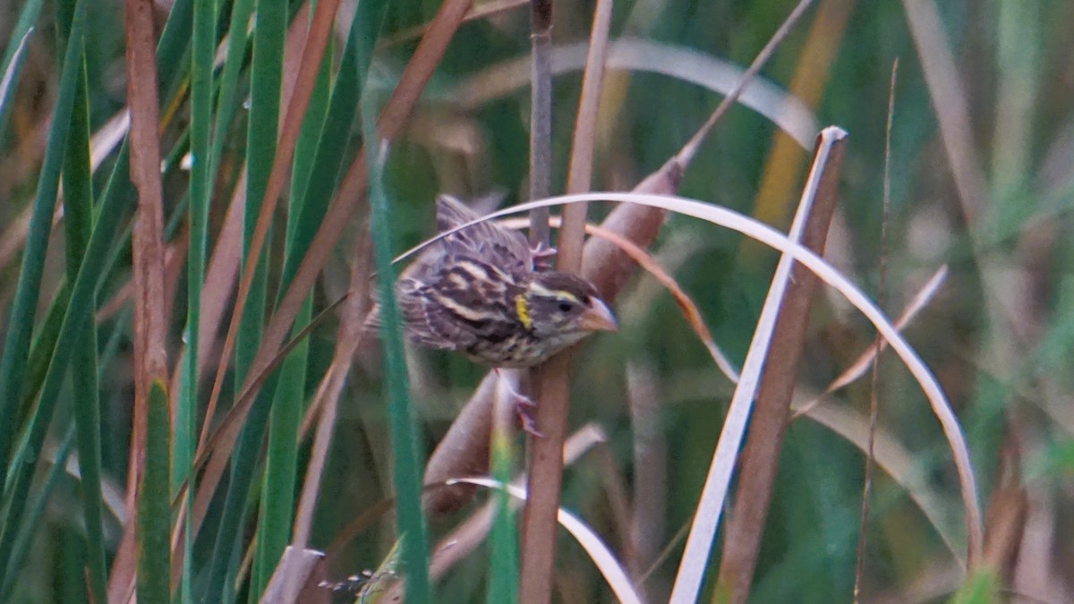 Streaked Weaver - ML640589247