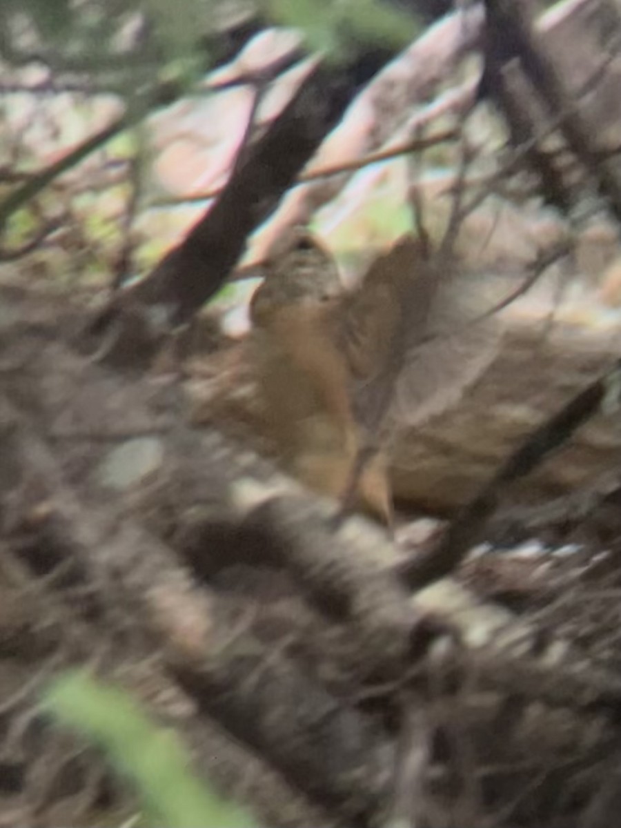 American Woodcock - ML640589293