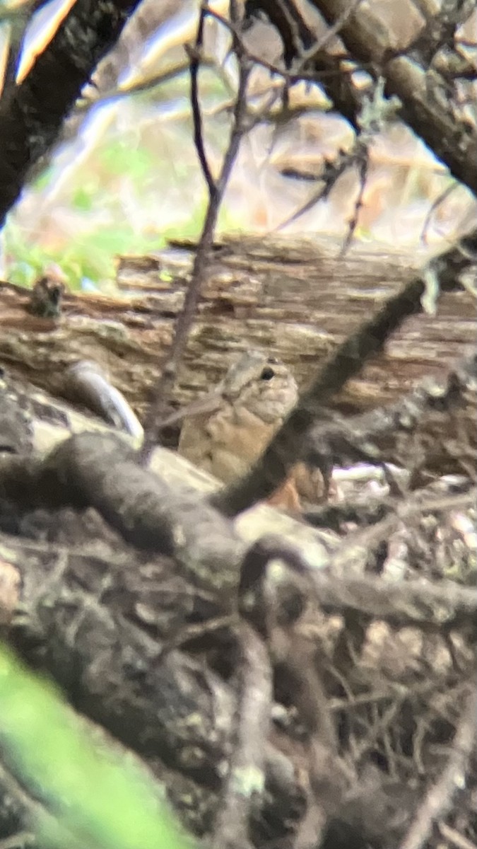 American Woodcock - ML640589294