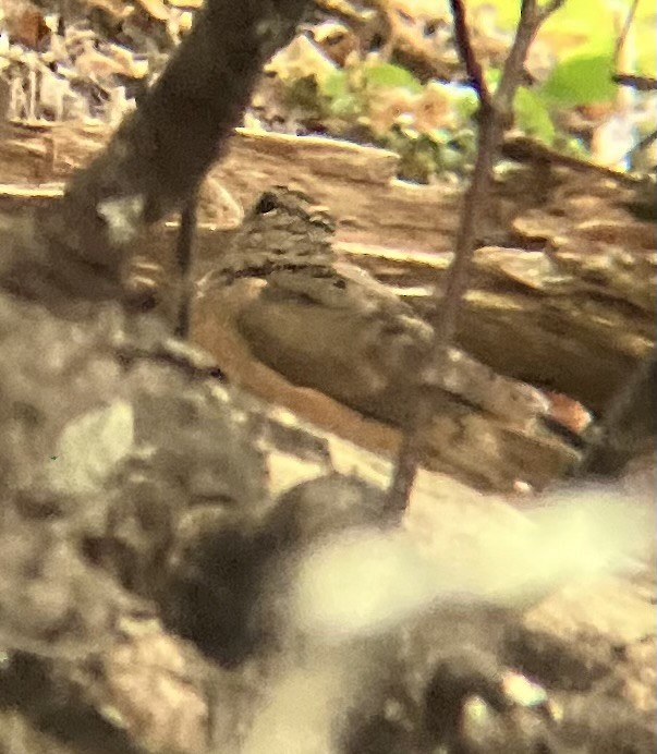 American Woodcock - ML640589295