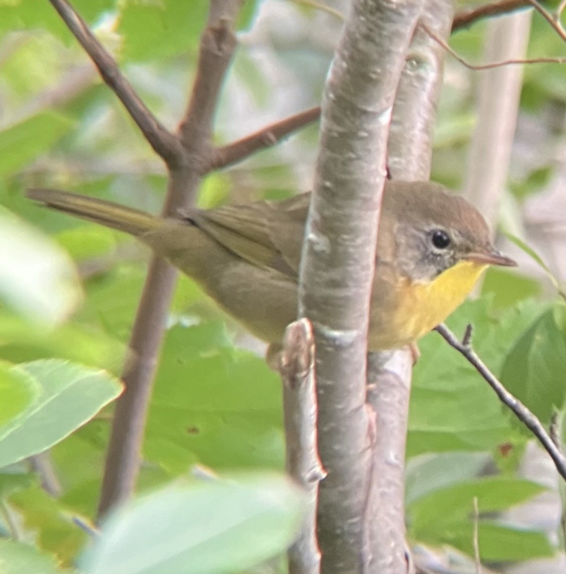 Common Yellowthroat - ML640589328