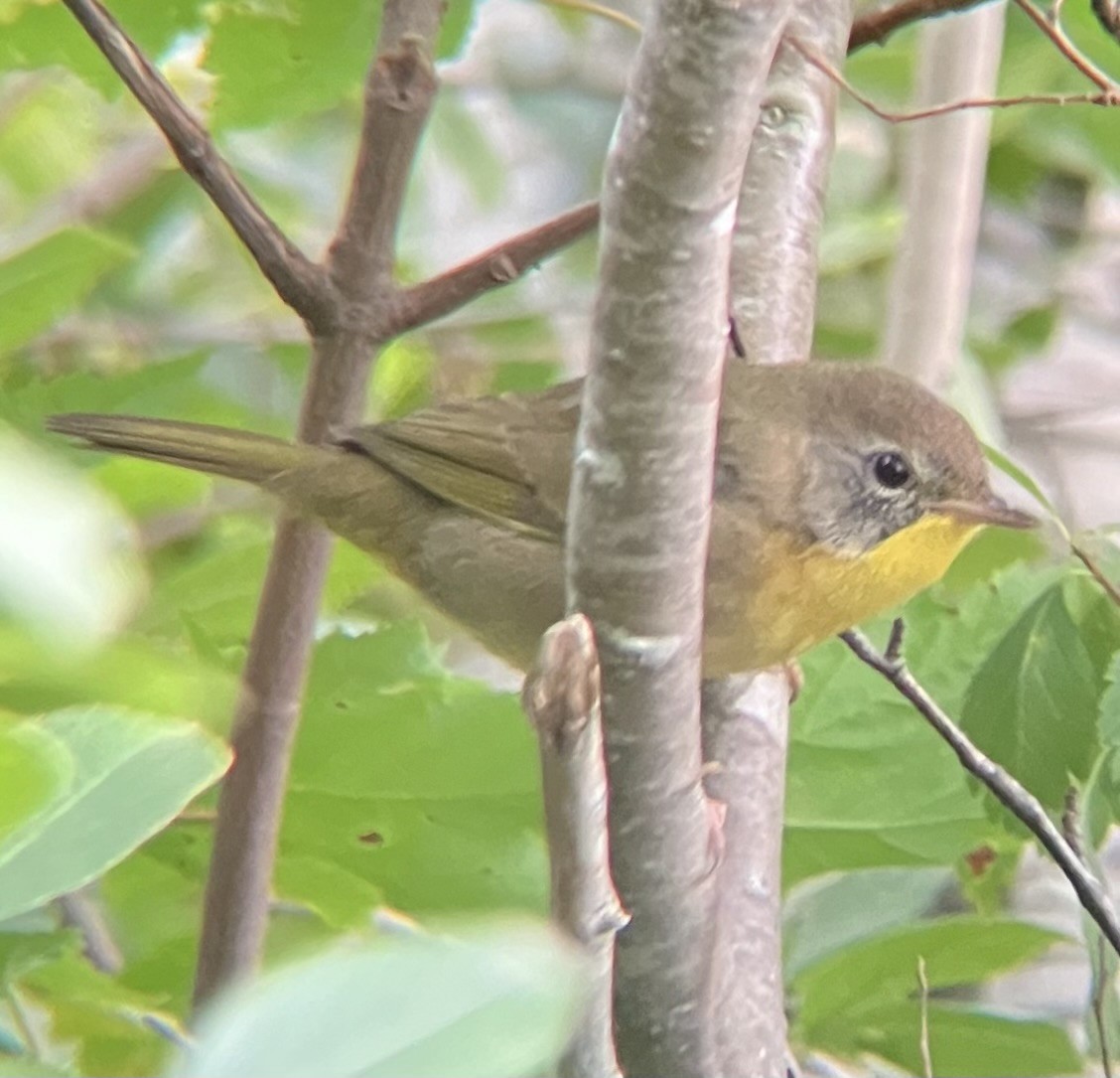 Common Yellowthroat - ML640589329