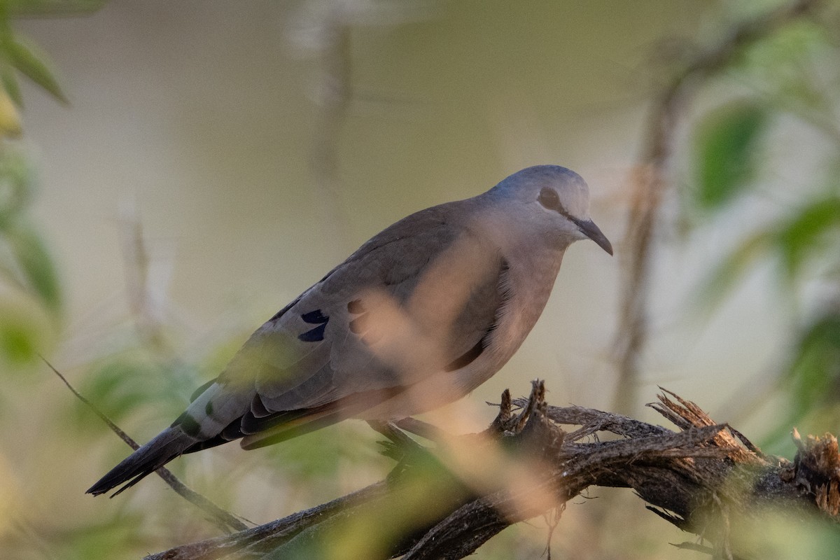 Black-billed Wood-Dove - ML640589334