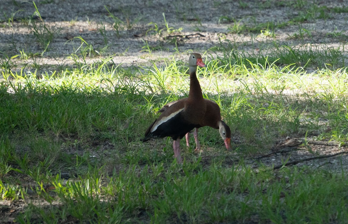 Black-bellied Whistling-Duck - ML640589348