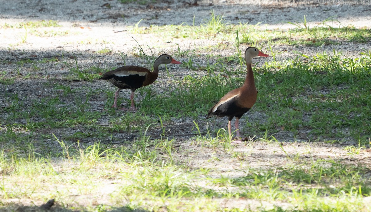 Black-bellied Whistling-Duck - ML640589349