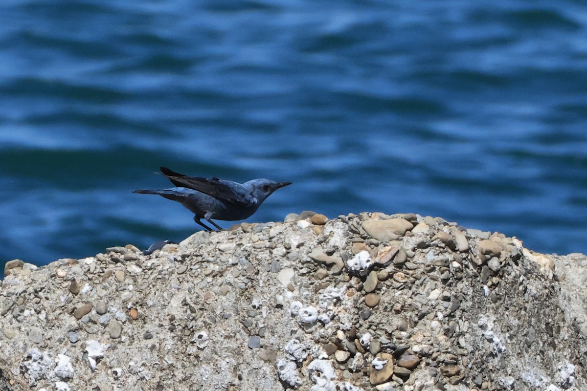 skalník modrý (ssp. pandoo) - ML640589370