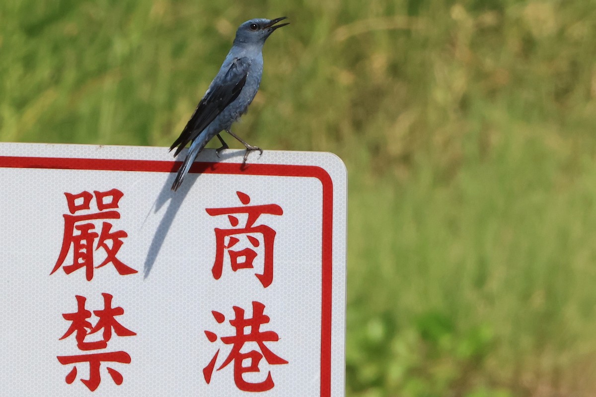 skalník modrý (ssp. pandoo) - ML640589371