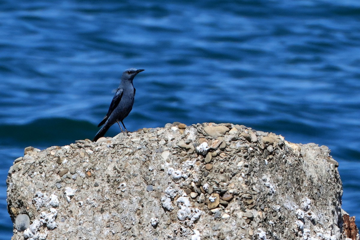 skalník modrý (ssp. pandoo) - ML640589372