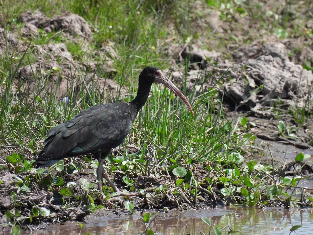Ibis à face nue - ML640589378