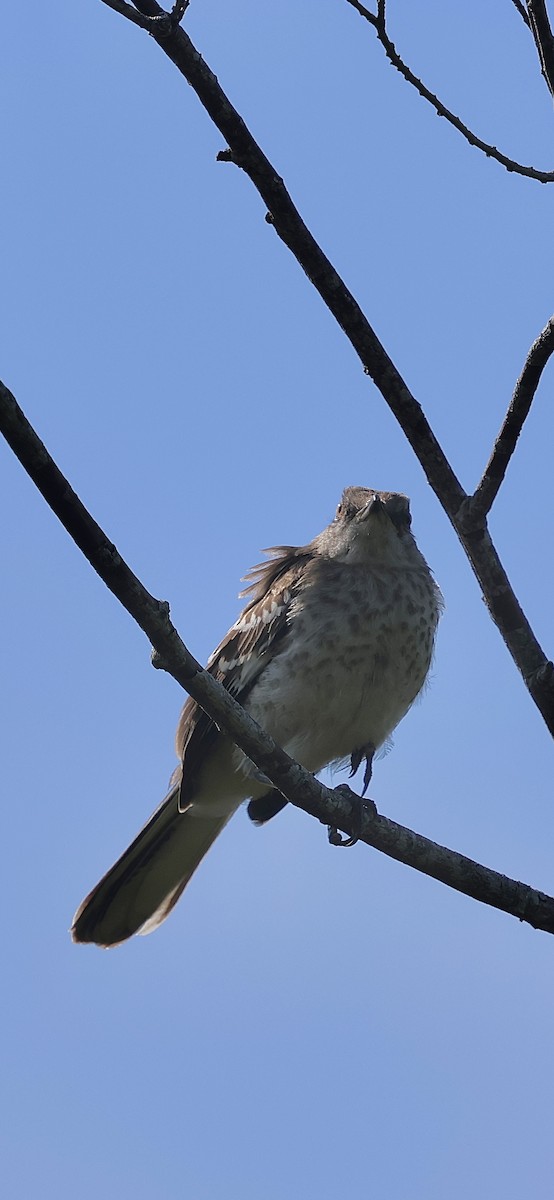Northern Mockingbird - ML640589483