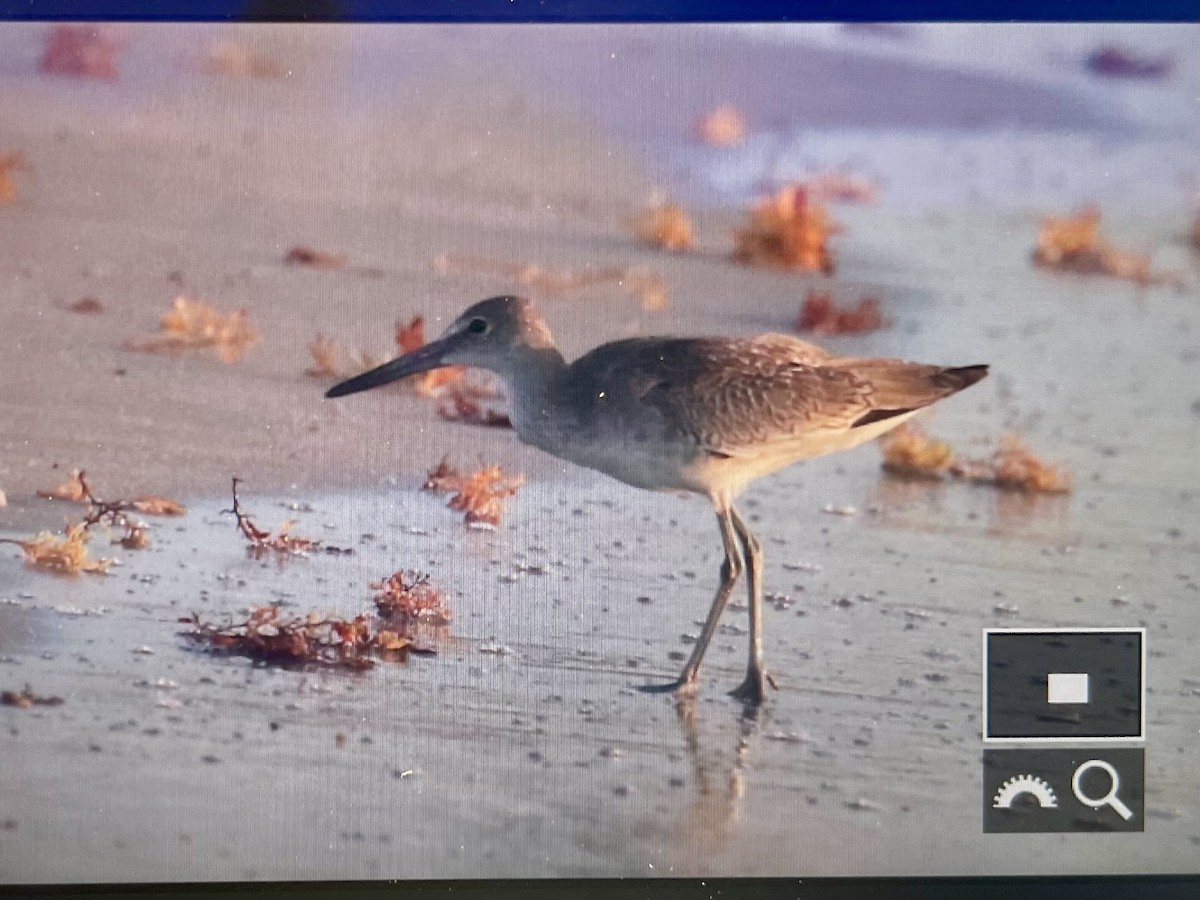 Willet (Eastern) - ML640589484