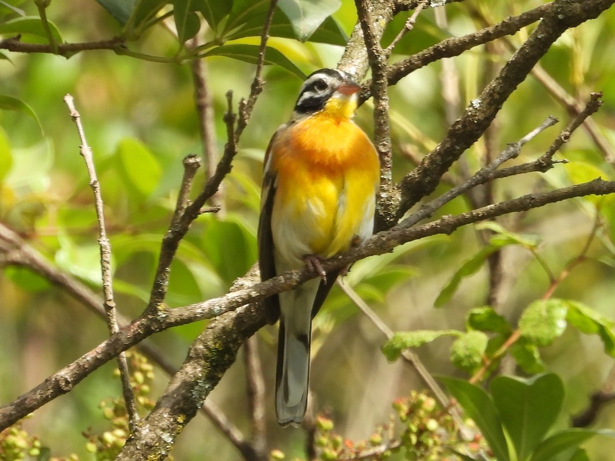 Golden-breasted Bunting - ML640589507