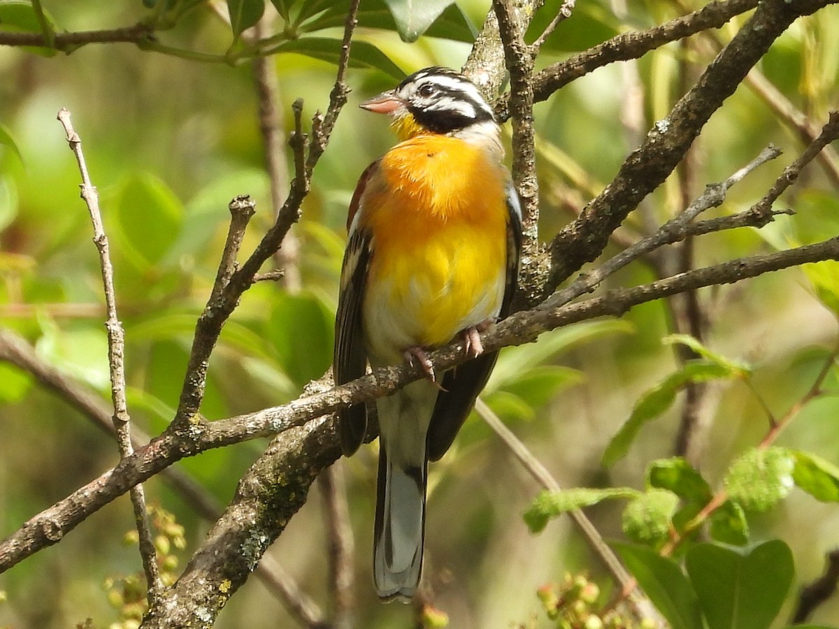Golden-breasted Bunting - ML640589511
