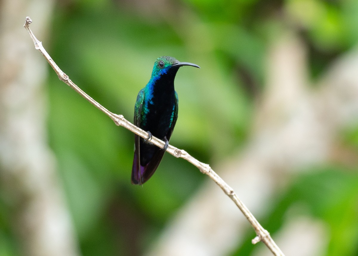 Black-throated Mango - ML640589574