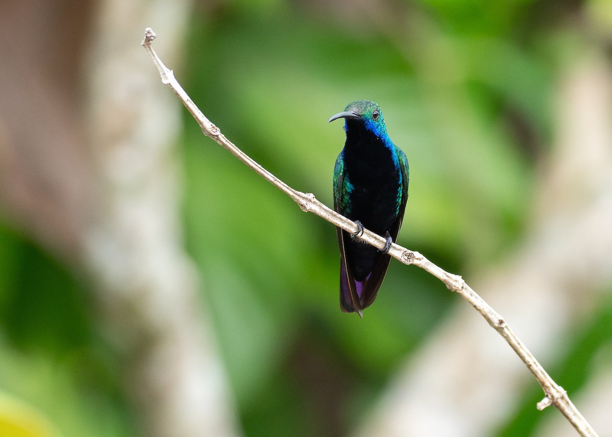 Black-throated Mango - ML640589575