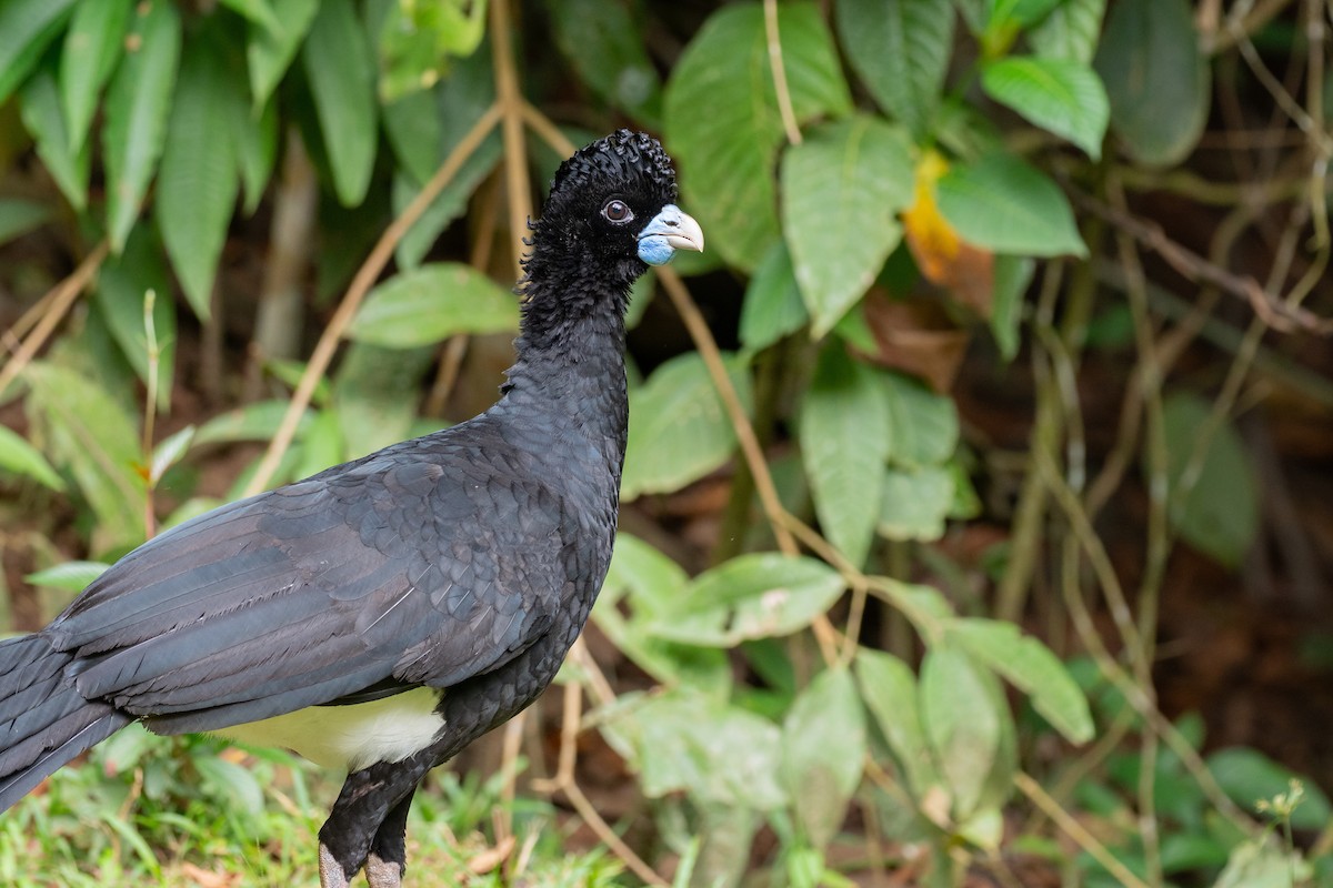 Blue-billed Curassow - ML640589587