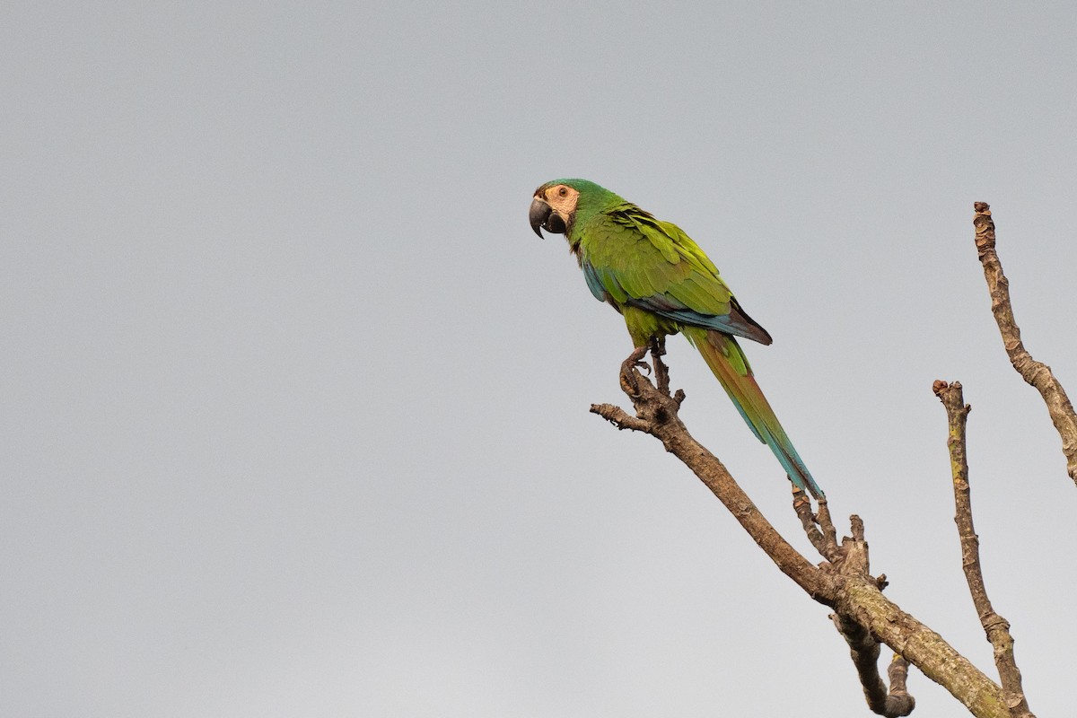 Chestnut-fronted Macaw - ML640589602