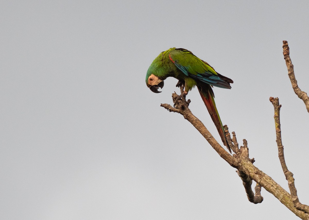 Chestnut-fronted Macaw - ML640589603