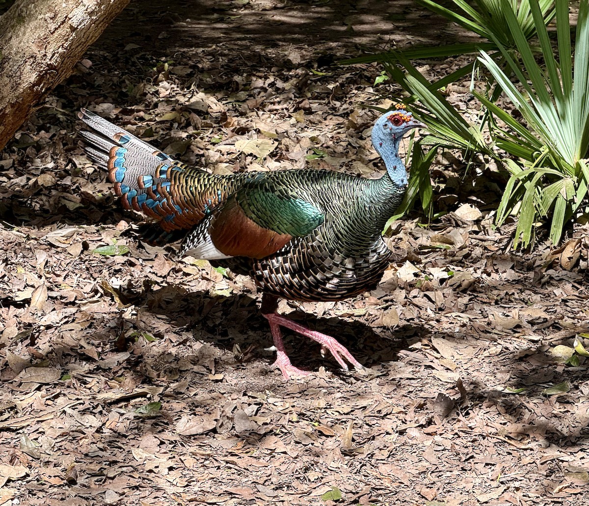 Ocellated Turkey - ML640589608