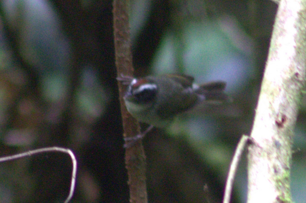 Black-cheeked Warbler - ML640589670