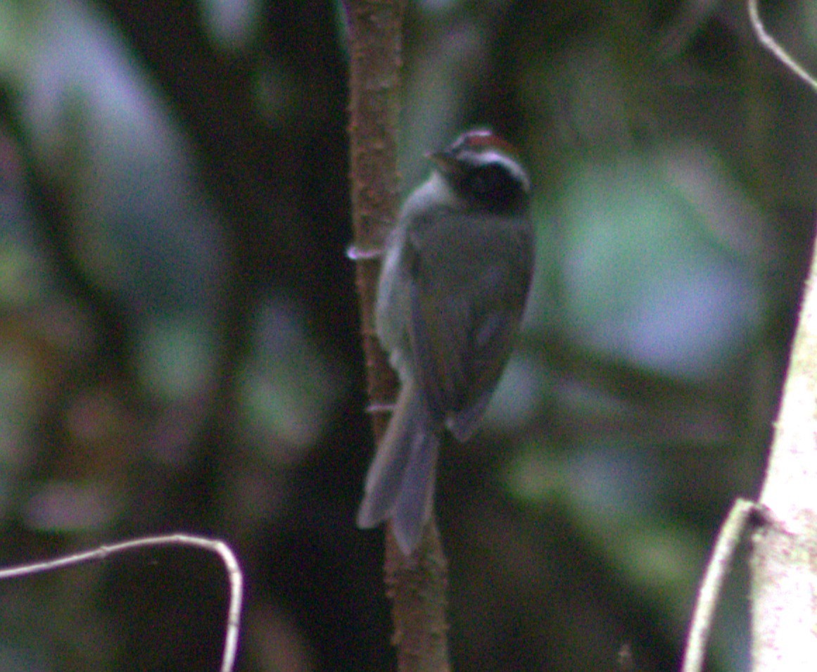 Black-cheeked Warbler - ML640589672