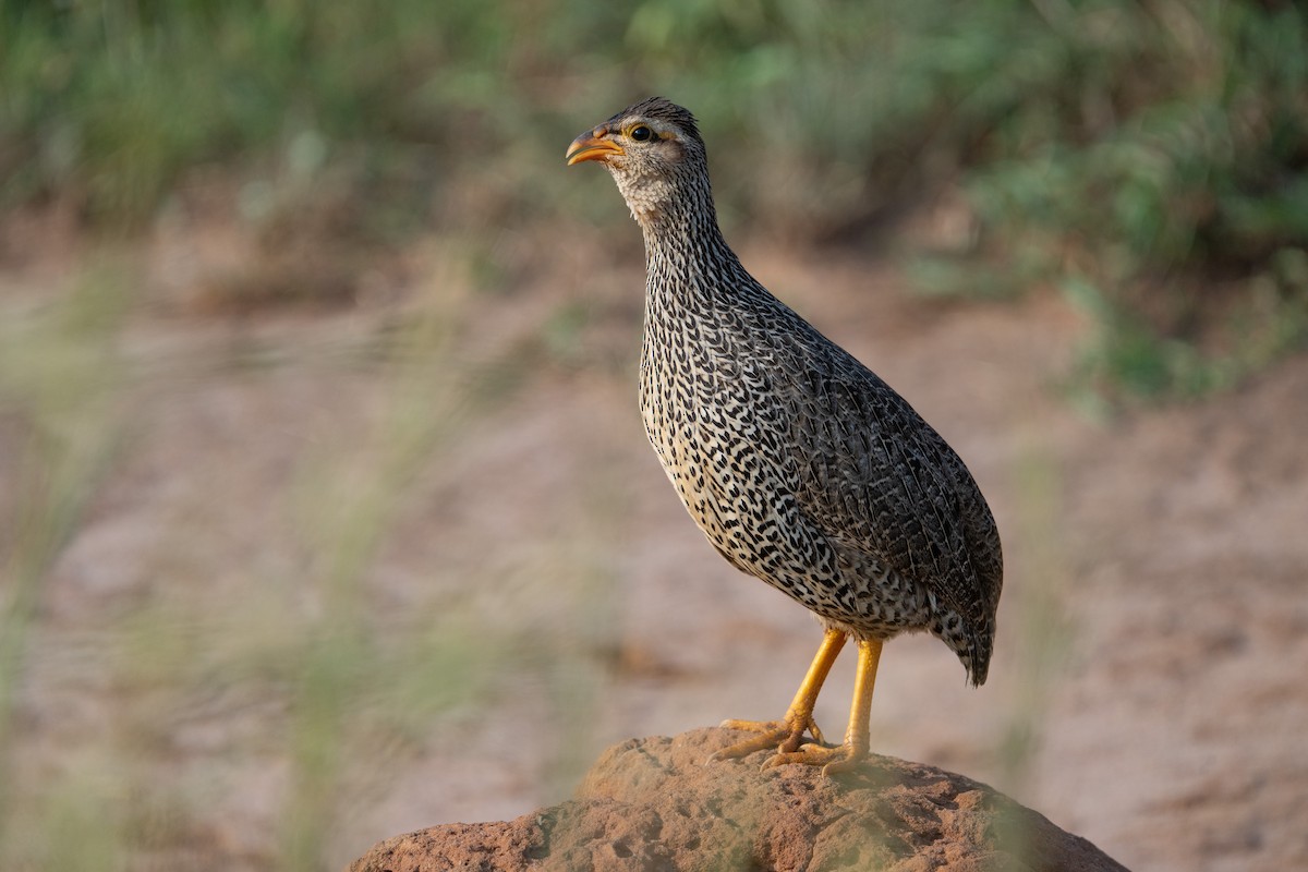 Heuglin's Spurfowl - ML640589697